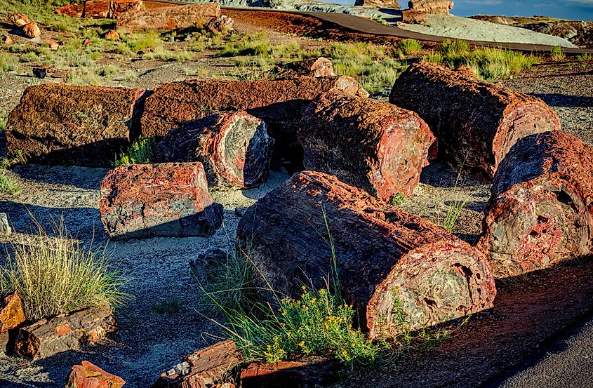 Petrified wood logs in Petrified Forest National Park near Holbrook Arizona