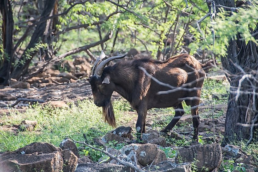 What Animals Live In Hawaii? - WorldAtlas What Animals Live In Hawaii? - WorldAtlas