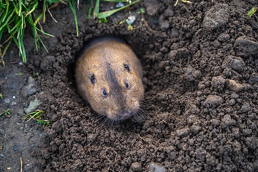 pocket gopher