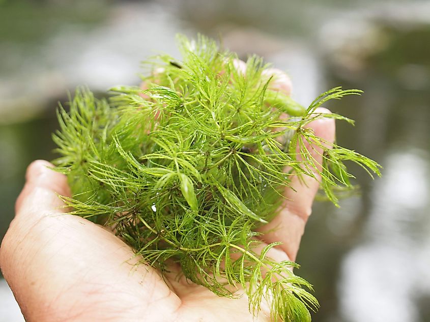 Hydrilla.