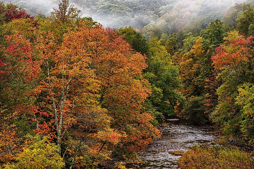 Fall color along the Williams River in the Monongahela National Forest, West Virginia.