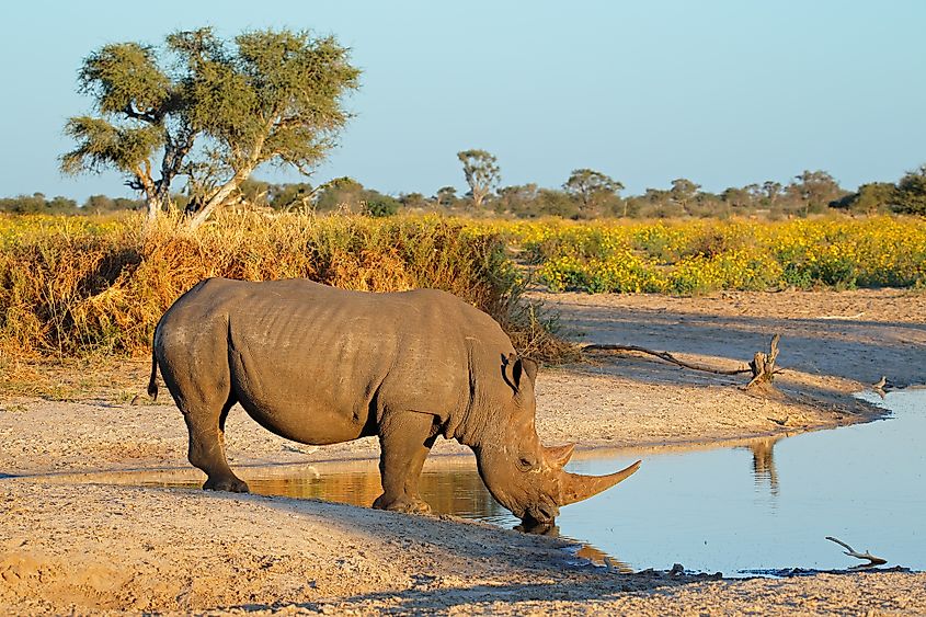 Where Do Rhinos Live? - WorldAtlas