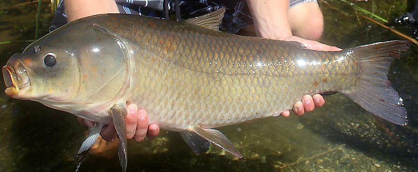 Bigmouth Buffalo (mature male).
