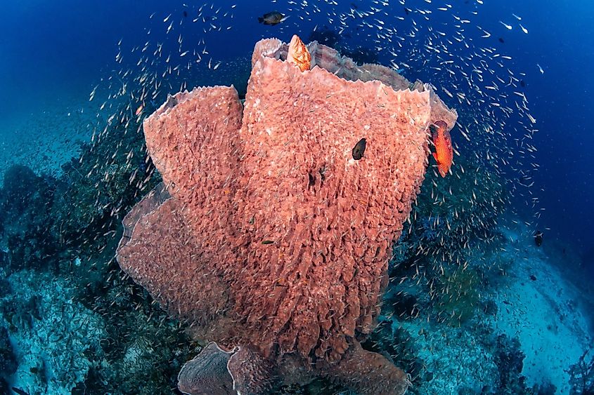 Giant Barrel Sponge (Xestospongia muta) with coral grouper and school of glass fish in Andaman sea of Thailand.