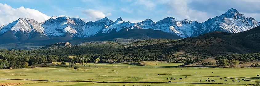 Cattle ranch below the Dallas divide mountains in Southwest Colorado