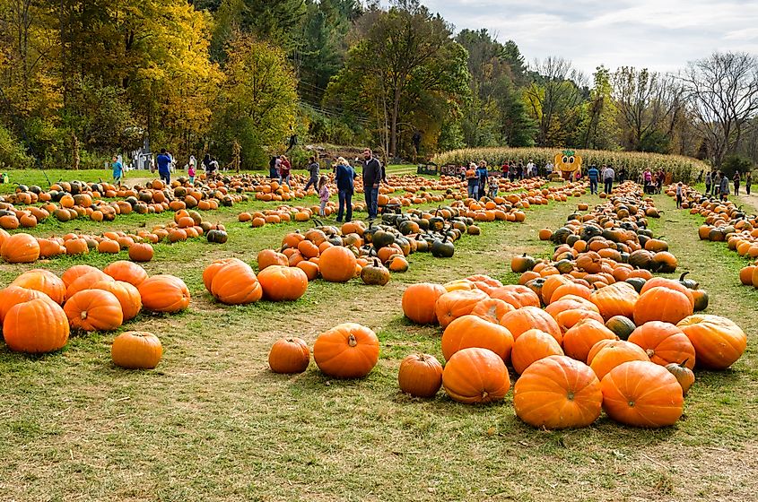 Adults and Children at the Whitney Farm Market and Pumpkin Feast in Cheshire.
