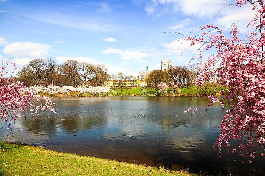 The Cherry Blossom Festival in Branch Brook Park, Newark, New Jersey