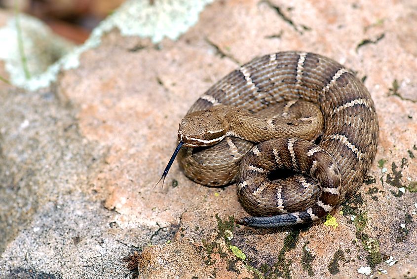 A young Arizona ridgenose rattlesnake from the Canelo hills of southeastern Arizona.