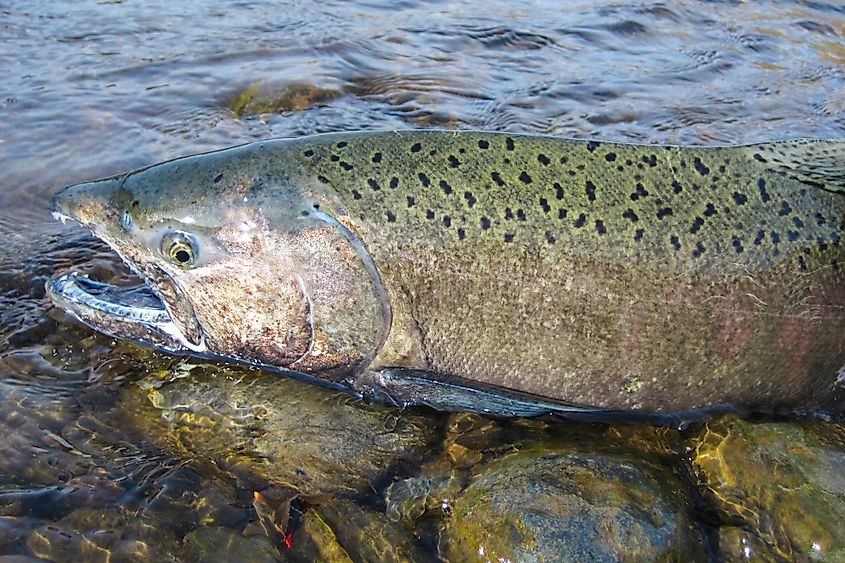 Wild chinook Salmon.