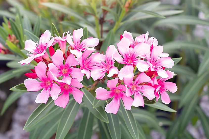 Pink flowers of oleander