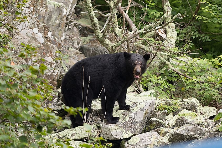 A Black Bear with scars on it is face spotted walking on rocks along the Skyline Drive at the Shenandoah National Park.