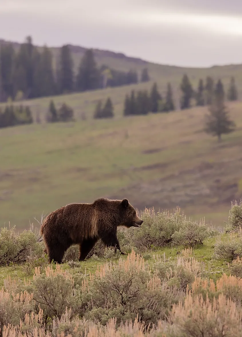 Grizzly Bear in Yellowstone National Park, Wyoming.