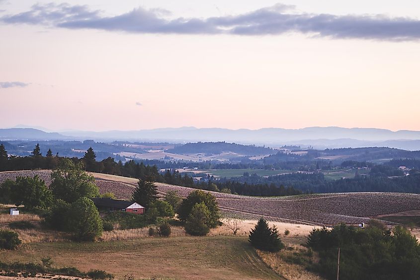 Rolling hill landscape in Newberg, Oregon, USA.