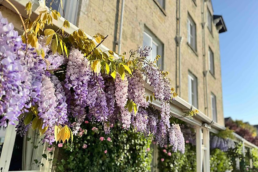 Ventnor Royal Hotel flowers Image credit Bryan Dearsley