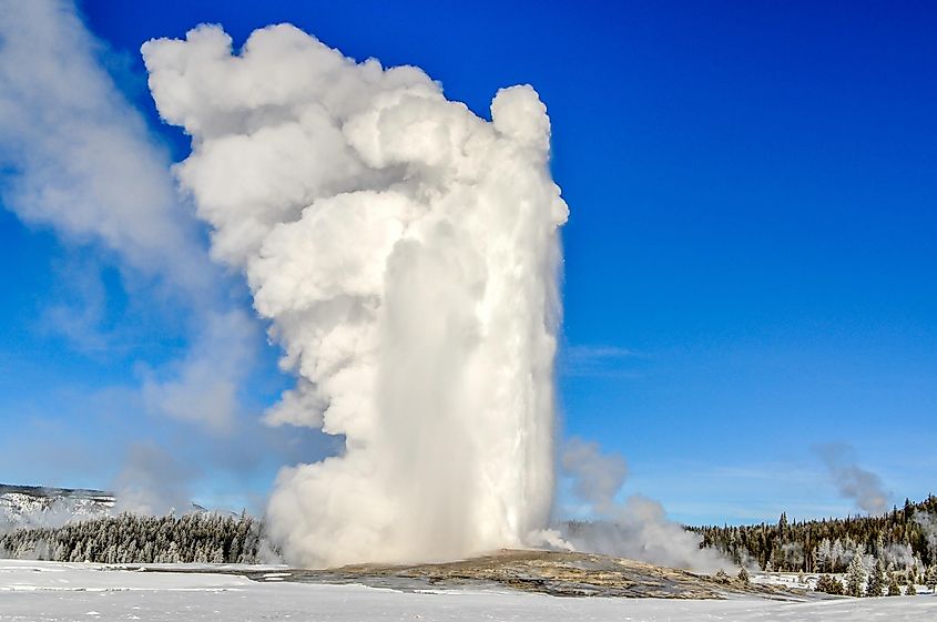 Old Faithful Geyser shoots upward towards the blue sky in Yellowstone National Park.