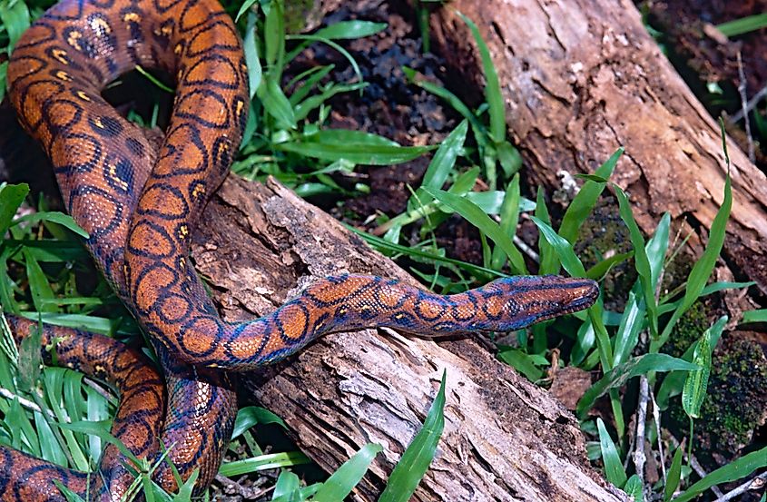 A juvenile rainbow boa.