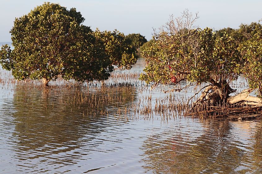 Mangroves in Spencer Gulf
