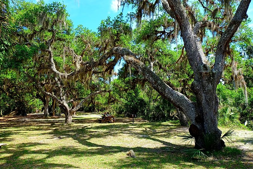 Myakka River State Park, Sarasota, Florida.