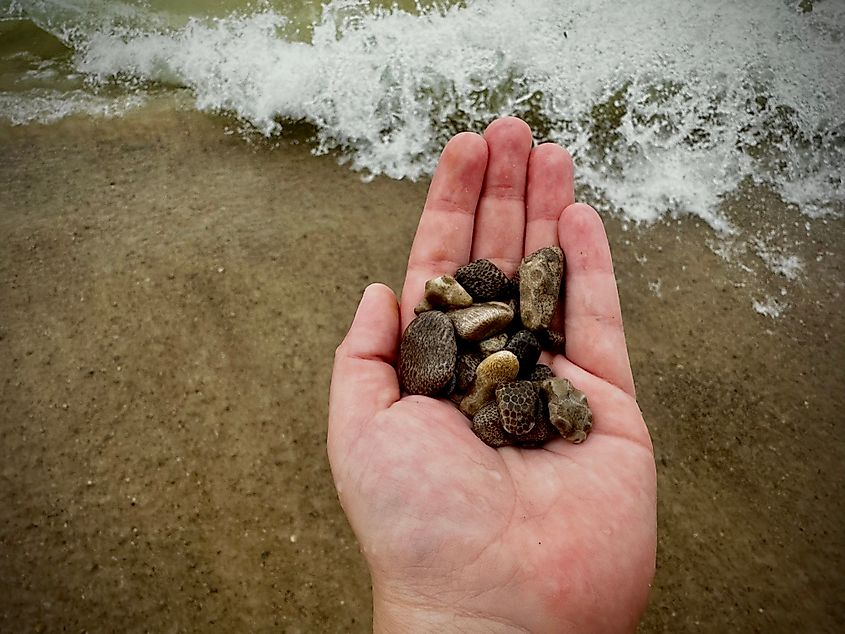 A handful of Petoskey stones.