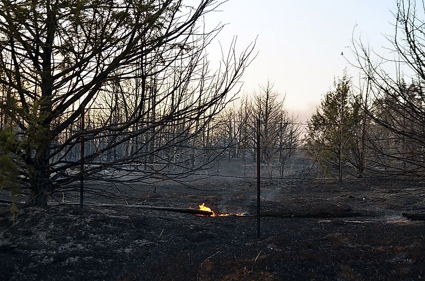Burned aftermath of a wild fire.