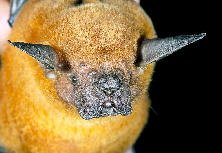 greater bulldog bat