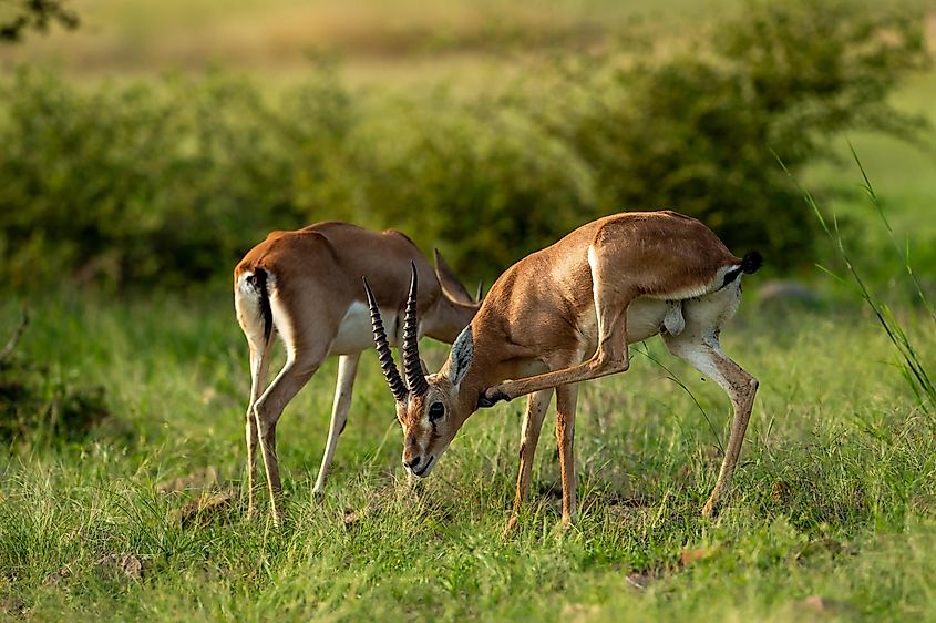 Two chinkaras or Indian gazelles feeding on the grass in the grasslands of India.
