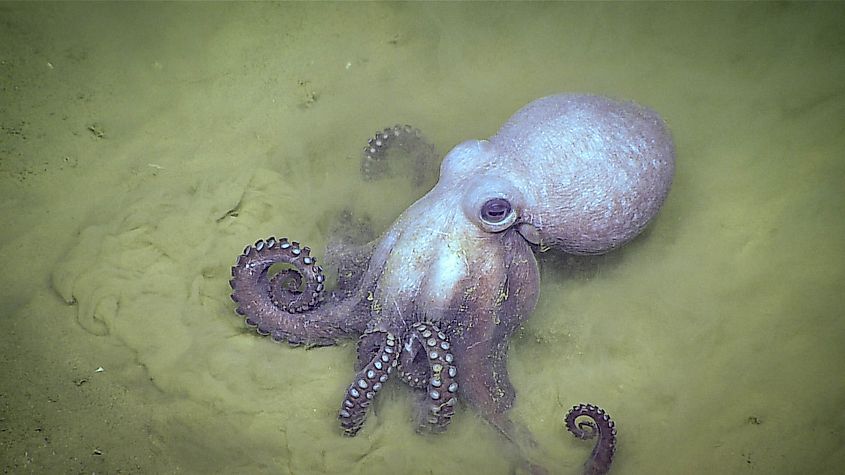 Deep-sea octopus genus Muusoctopus. Editorial credit: NOAA Ocean Exploration, CC BY-SA 2.0, https://commons.wikimedia.org/w/index.php?curid=157454850