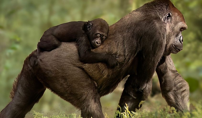 Silverback Mountain Gorilla carrying a baby on its back.