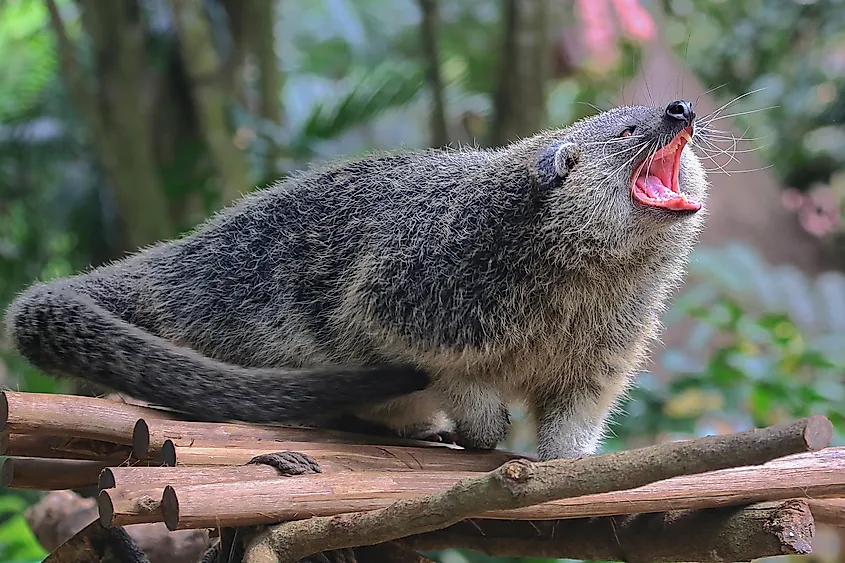 Binturong eating fig fruit on the tree at Khao Yai National Park. Thailand