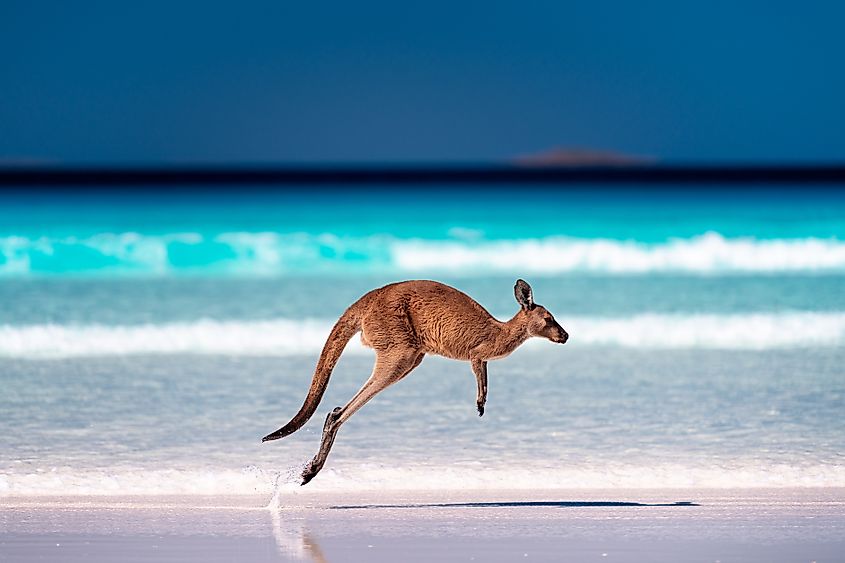 Kangaroo hopping / jumping mid air on sand near the surf on the beach at Lucky Bay, Cape Le Grand National Park, Esperance, Western Australia