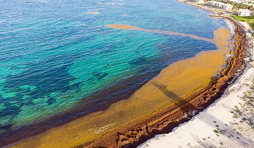 Beach covered with Sargassum seaweed on the Caribbean island of st.maarten.