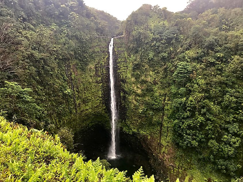 The beautiful natural world of the Akaka Falls State Park, Hawaii.