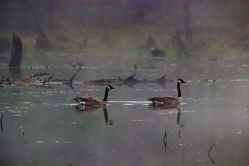 Geese swimming in a water body on a misty morning at the Harriman State Park, Idaho.