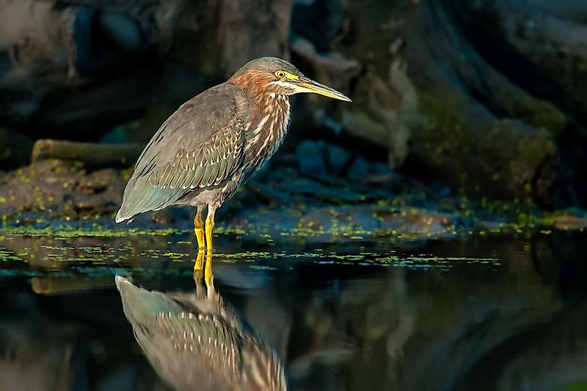 A Green Heron standing in the shallow waters of Rattray Marsh