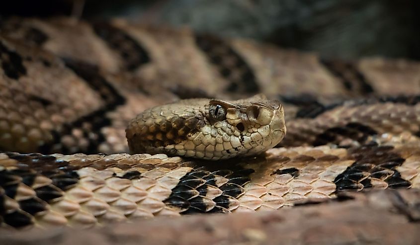 Timber Rattlesnake (Crotalus horridus)