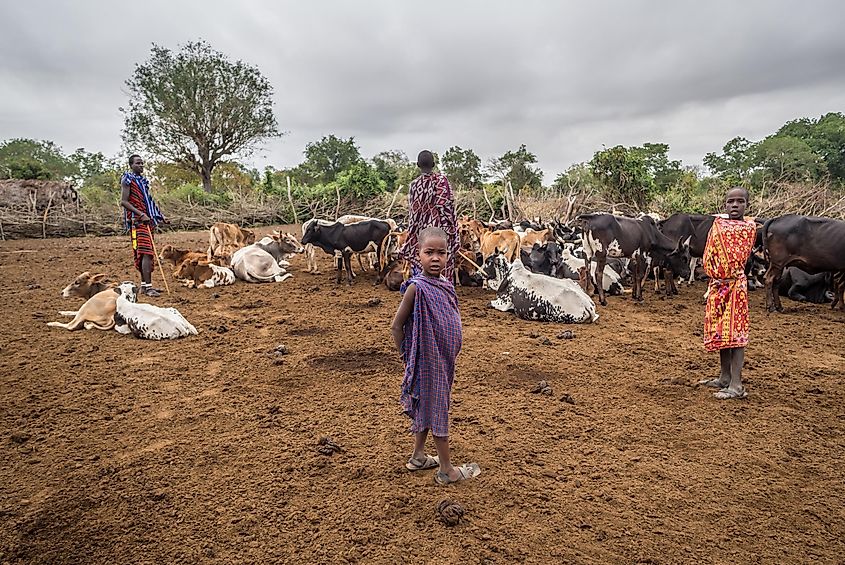 tanzania livestock