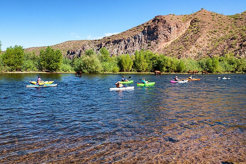 Crowds of people stay cool on a hot summer day in Arizona, by kayaking down the Salt River and viewing the wild horses