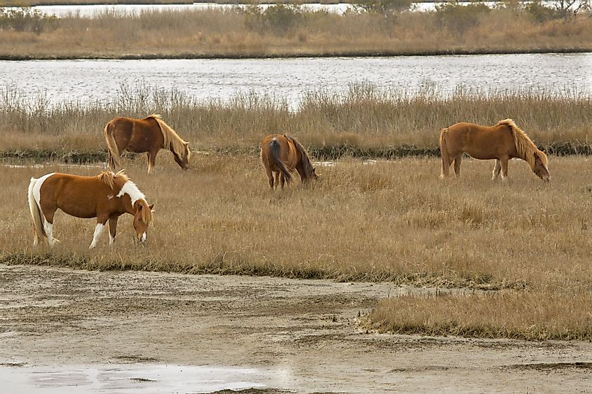Wild ponies grazing on marsh vegetation in late winter at the Assateague Island National Seashore in Berlin, Maryland.