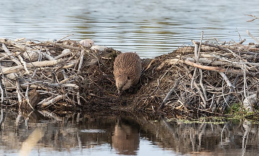 Beaver on Dam.