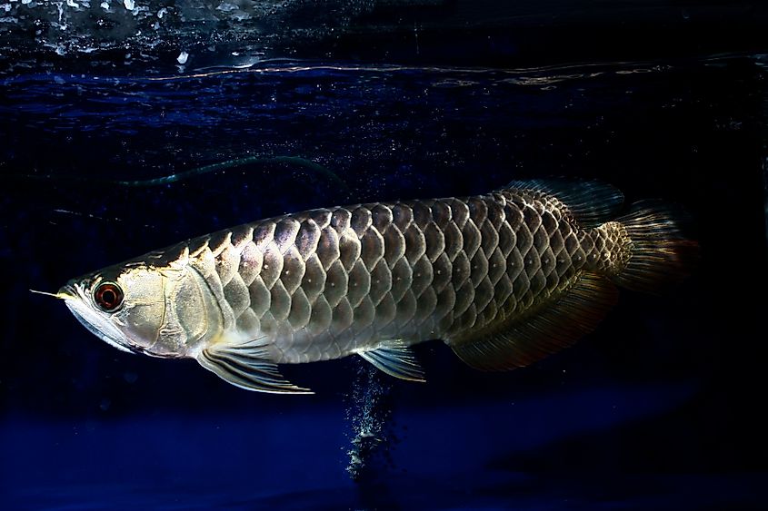 Dragonfish in water