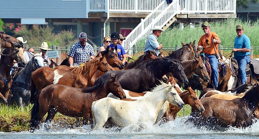 Chincoteague ponies beginning their swim back to their home on Assateague Island, Chincoteague Island.