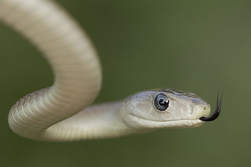 The black mamba snake.