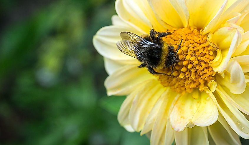 Rusty-patched Bumblebee gathering nectar from a yellow flower.