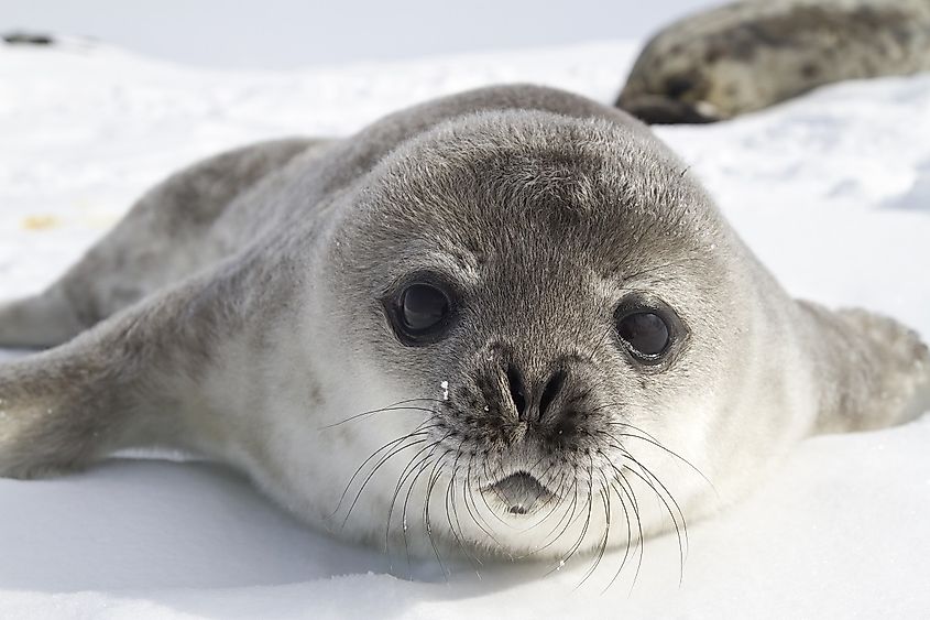 Weddell seal