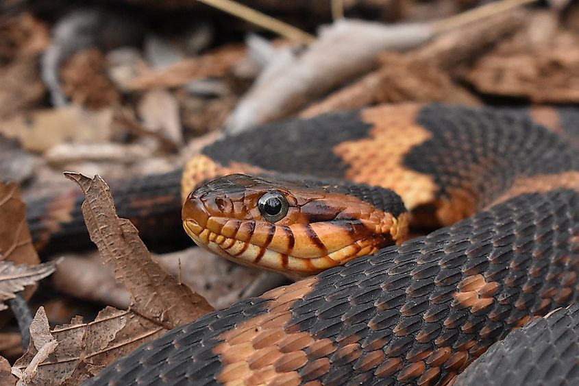 Broad-banded Watersnake (Nerodia fasciata confluens)