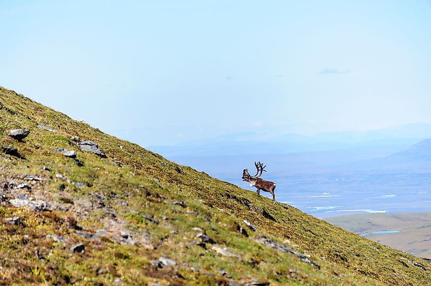 Bull caribou in Gates of the Arctic National Park.