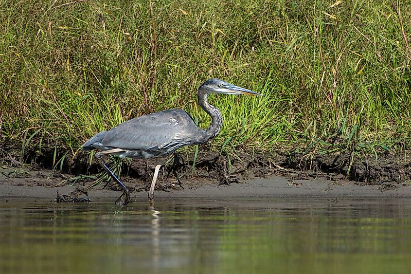 Great Blue Heron on banks of Delaware River