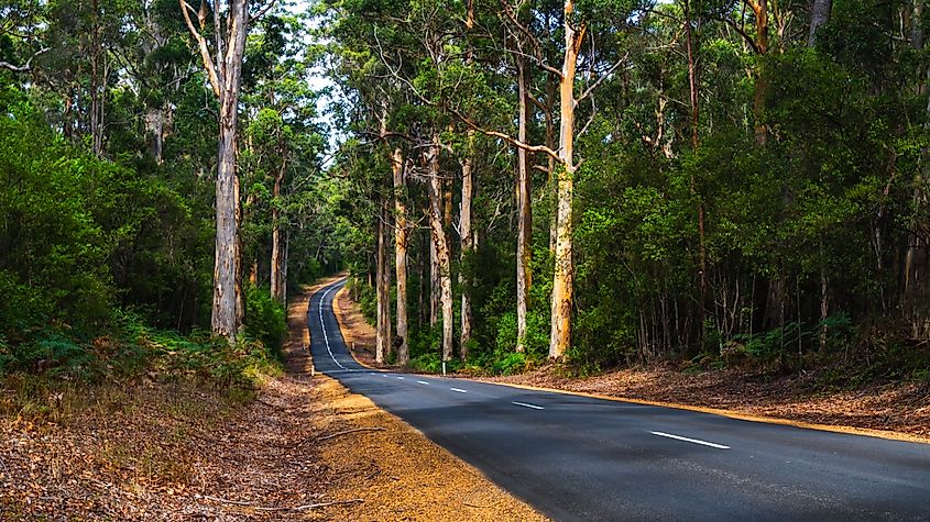 Never ending road with never ending trees south of Manjimup Western Australia