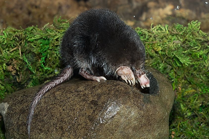 A star nosed mole sitting on a rock.