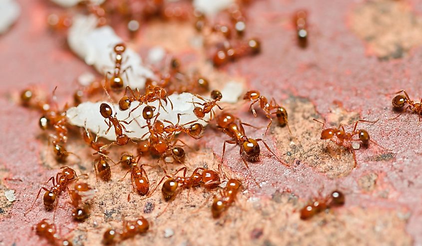 Numerous fire ants in a garden
